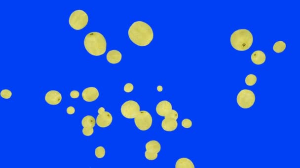 Friss dinnye repül a lassított kék képernyő — Stock videók