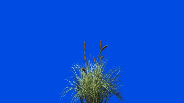 Mavi ekrana karşı rüzgar Dikişsiz döngü içinde catail çim — Stok video