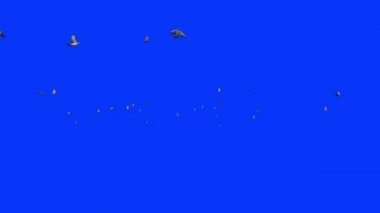 Uçan güvercinler, Mavi Ekran Kromakey