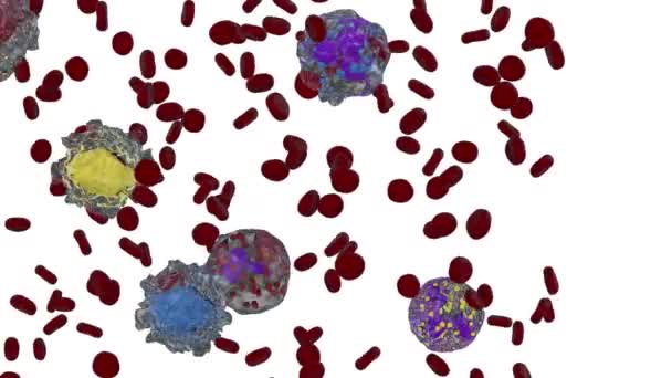 White Red Blood Cells Basophils Eosinophils Lymphocyte Monocyte Neutrophils White — Stock Video