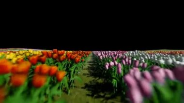 Lale tarlası, kameralar uçuyor, Luma Matte bağlanıyor.