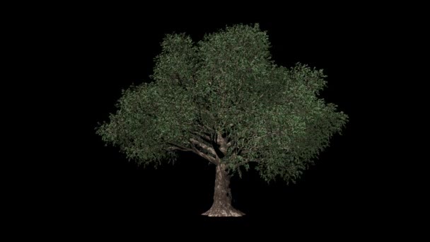 Árvore Faia Timelapse Crescente Luma Matte Anexado — Vídeo de Stock