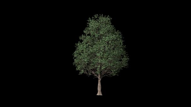 Eucalyptus Pohon Timelapse Tumbuh Luma Matte Terpasang — Stok Video