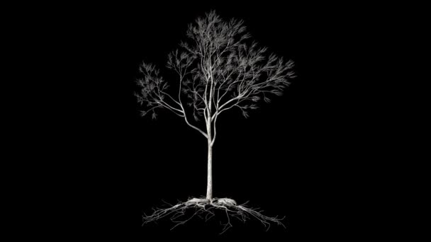 Árvore Sem Folhas Com Raízes Crescimento Timelapse Luma Matte Anexado — Vídeo de Stock