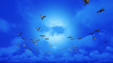 Martılar uçuyor, Luma Matte bağlanmış.