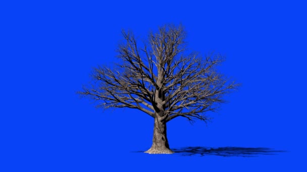 Timelapse Albero Faggio Crescita Blue Screen Chromakey — Video Stock