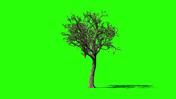 Acer Tree Timelapse Creștere Cromakey Ecran Verde — Videoclip de stoc