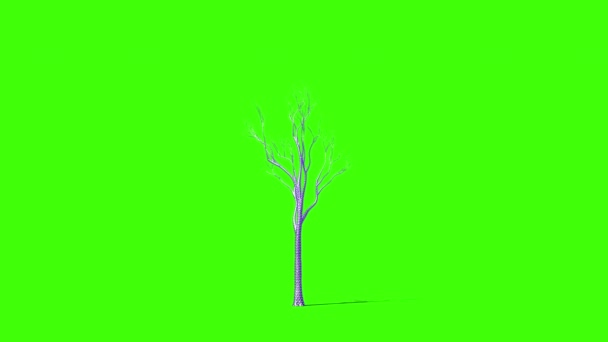 长的很时髦的树 绿色屏幕Chromakey — 图库视频影像