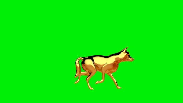 Golden Wolf Walking Seamless Loop Green Screen — Stock Video
