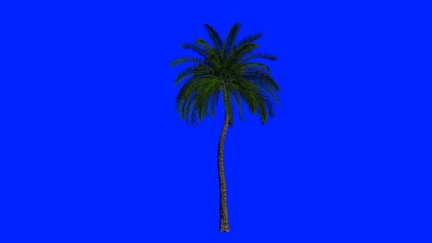 Palm Isolated Blowing Wind Blue Screen Chromakey — Stock Video