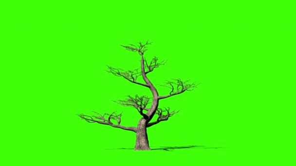 Pertusa Albero Timelapse Crescita Green Screen Chromakey — Video Stock