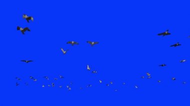 Yavaş çekimde uçan martılar, Mavi Ekran Chromakey