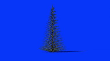 Ladin ağacı zamanlaması büyüyor, Mavi Ekran Kromakey