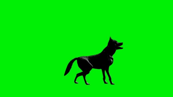 Волк Выл Бесшовный Петля Зеленый Экран — стоковое видео