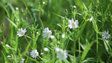 Orman erken ilkbaharda. Çiçekleri ormanda rüzgarda geliştirmek. Güzellik flora yeşil arka plan