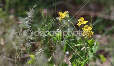 Orman erken ilkbaharda. Çiçekleri ormanda rüzgarda geliştirmek. Güzellik flora yeşil arka plan