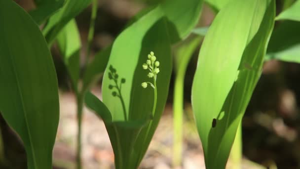 Início Primavera Floresta Flores Que Crescem Floresta Desenvolvem Vento Beleza — Vídeo de Stock