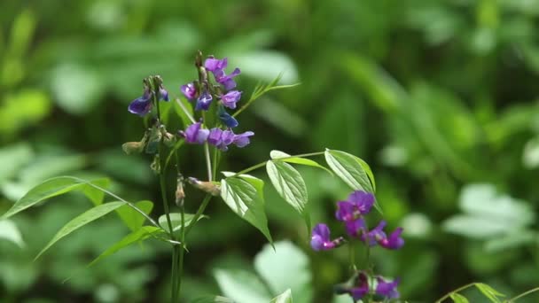 Primavera Temprana Bosque Las Flores Que Crecen Bosque Desarrollan Viento — Vídeo de stock