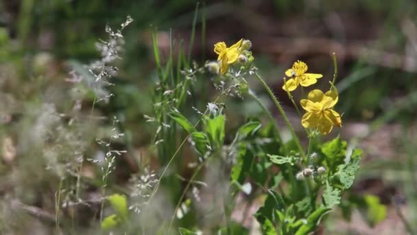 Primavera Temprana Bosque Las Flores Que Crecen Bosque Desarrollan Viento — Vídeo de stock