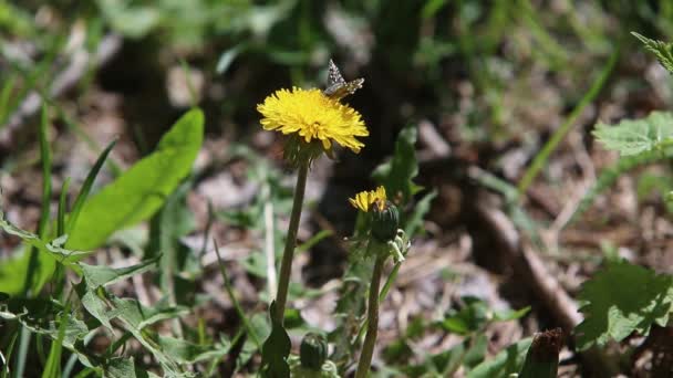 Tidigt Våren Skogen Blommor Växer Skogen Utvecklas Vinden Skönhet Flora — Stockvideo