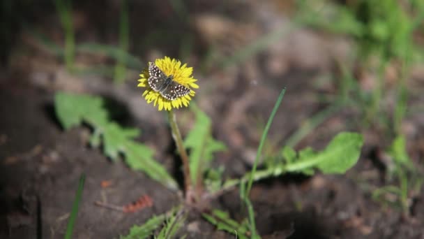 Primavera Temprana Bosque Las Flores Que Crecen Bosque Desarrollan Viento — Vídeo de stock