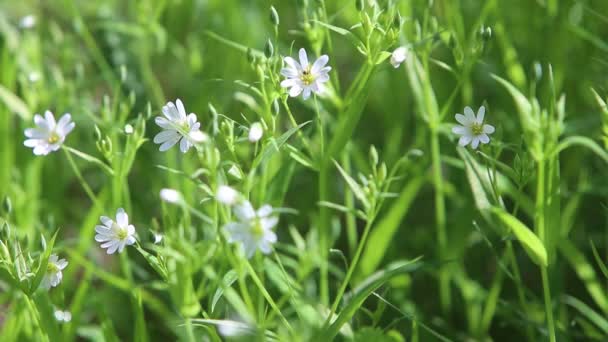 Primavera Temprana Bosque Las Flores Que Crecen Bosque Desarrollan Viento — Vídeo de stock