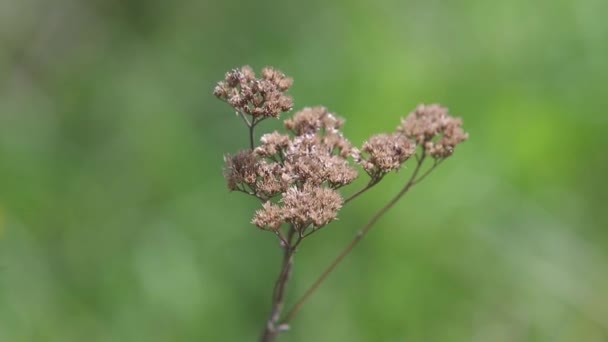 森の早春 森の花は 風に開発します 大きなの青色の空飛ぶカブトムシ フォレスト内の乾燥花に虫 — ストック動画