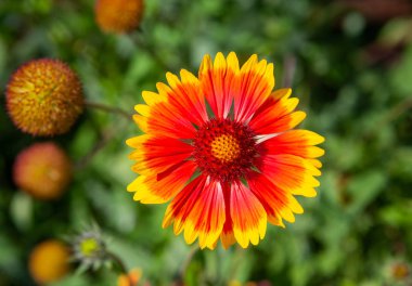 Güneşli gün Dacha üzerinde bahçe çiçekler.