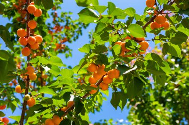 Kayısı. Kayısı ağaçta olgunlaştır. Güneşli bahçede kayısı meyvesi ile ağaç dalı