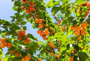 Kayısı. Kayısı ağaçta olgunlaştır. Güneşli bahçede kayısı meyvesi ile ağaç dalı