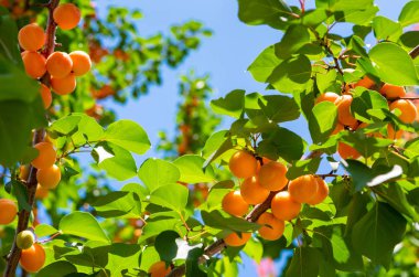 Kayısı. Kayısı ağaçta olgunlaştır. Güneşli bahçede kayısı meyvesi ile ağaç dalı