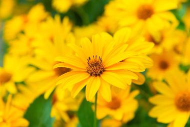 Güneşli gün Dacha üzerinde bahçe çiçekler.