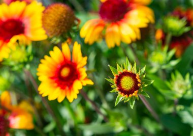 Güneşli gün Dacha üzerinde bahçe çiçekler.
