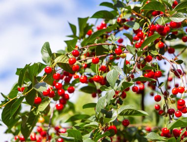 Kiraz. Güneşli bahçede kırmızı kiraz ağacı