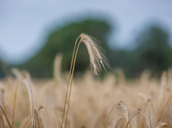 Grano Amarillo Día Nublado Listo Para Cosechar Campo Agrícola —  Fotos de Stock