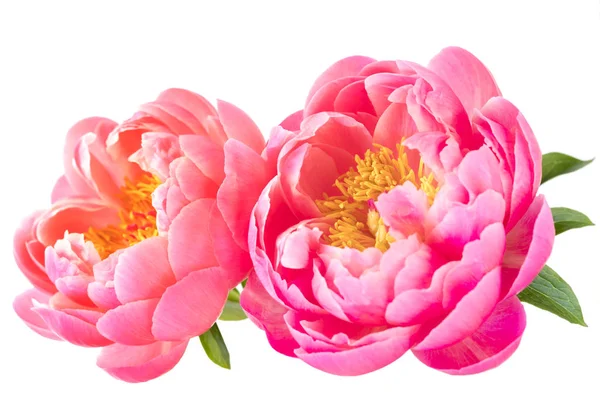 Roze Pioen Bloemen Geïsoleerd Wit — Stockfoto