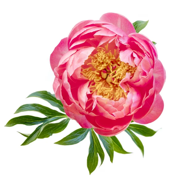 Różowa Piwonia Kwiat Białym Tle Widok Góry — Zdjęcie stockowe