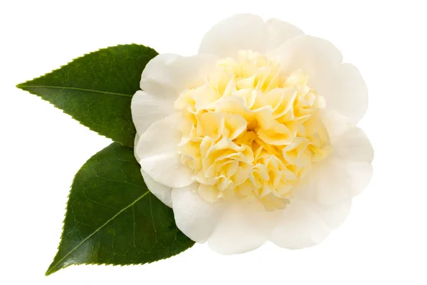 Yellow Camellia Flower Leaves Isolated — Stock Photo, Image
