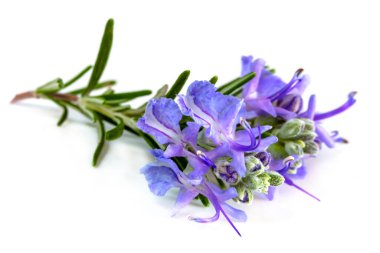 Beyaz çiçekli biberiye.