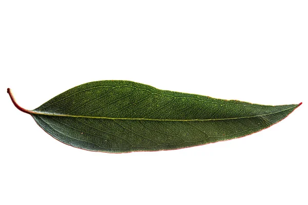 Eucalyptus Leaf Backlit Isolated White — Stock Photo, Image