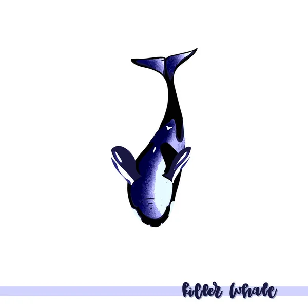 Vector illustration of  killer whale. — Stock Vector
