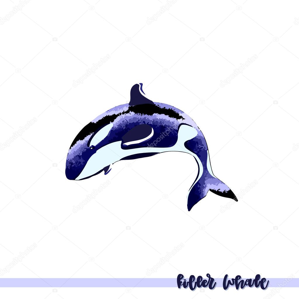 Vector illustration of  killer whale.