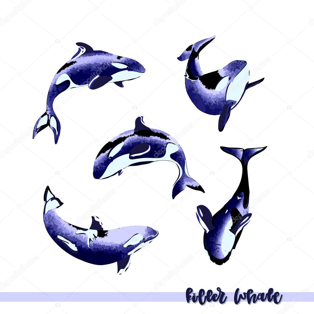 Vector illustration of hand drawn killer whale group isolated on white backround. Perfect design elements, marine animal illustration