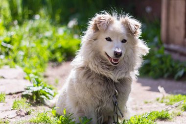 bir zincir üzerinde küçük bahçesinde köpek