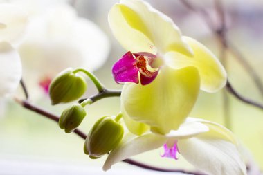 Beyaz orkide çiçek yakın çekim