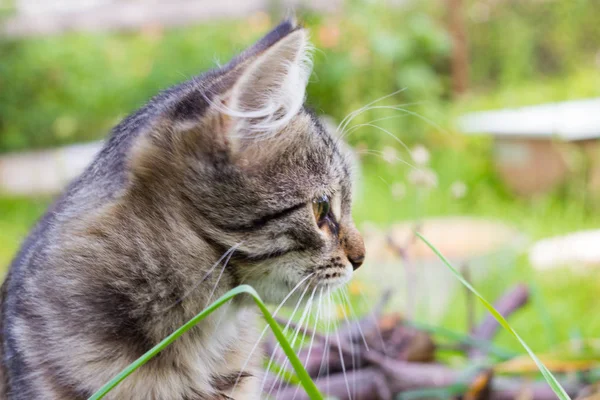 美丽的灰色小猫看着远处 — 图库照片