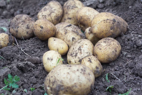 fresh potatoes in the field, harvesting potatoes