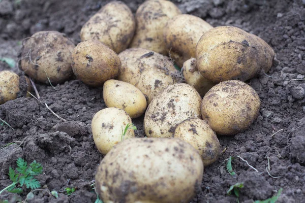 taze patates patates hasat alanında,