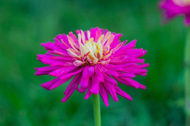 zinnia yeşil bir arka plan üzerinde parlak güzel pembe çiçek
