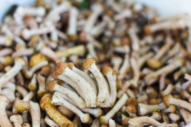 Küçük mantar, mantar bir avuç taze aldı